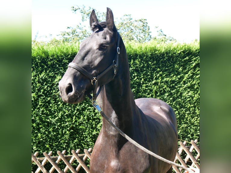 Frisone / Frisone Occidentale Castrone 9 Anni 164 cm  in Dorsten