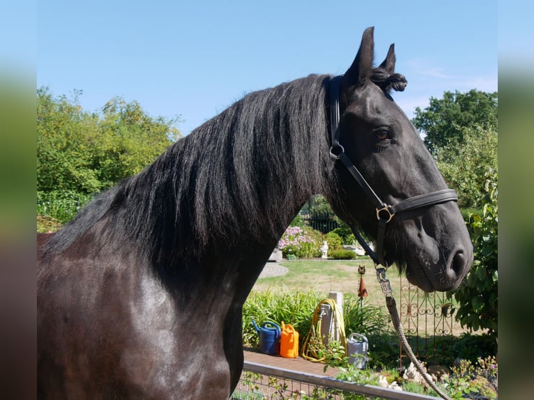 Frisone / Frisone Occidentale Castrone 9 Anni 164 cm  in Dorsten