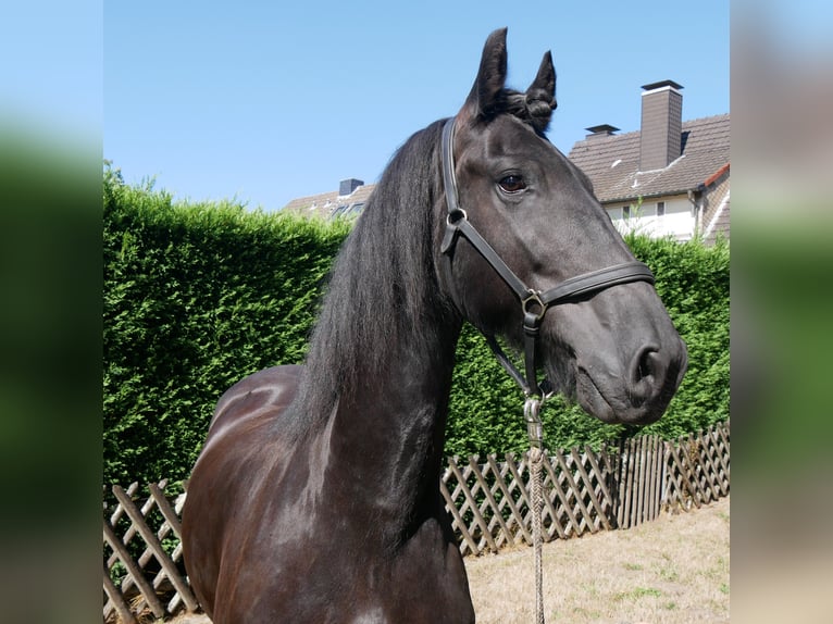 Frisone / Frisone Occidentale Castrone 9 Anni 164 cm  in Dorsten