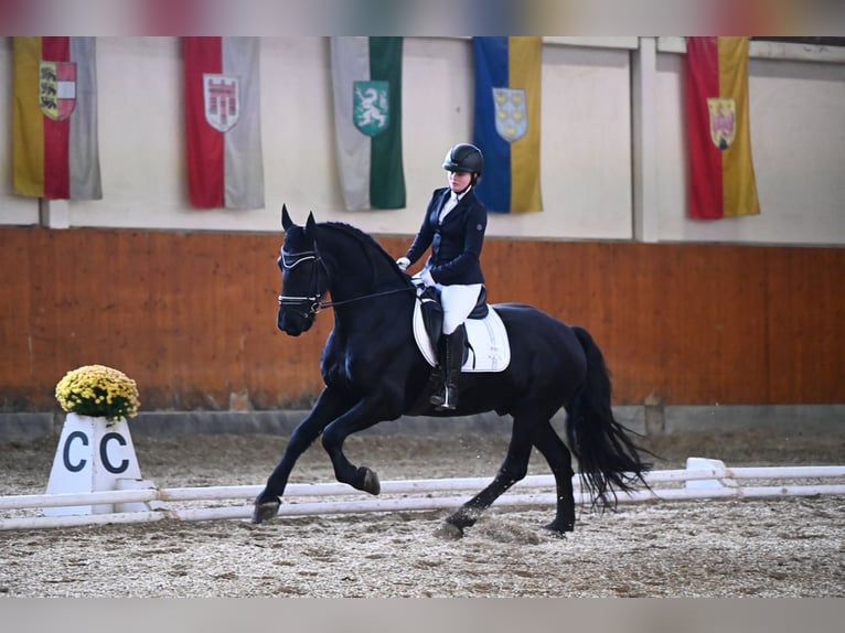 Frisone / Frisone Occidentale Castrone 9 Anni 164 cm Morello in St. Marein bei Graz