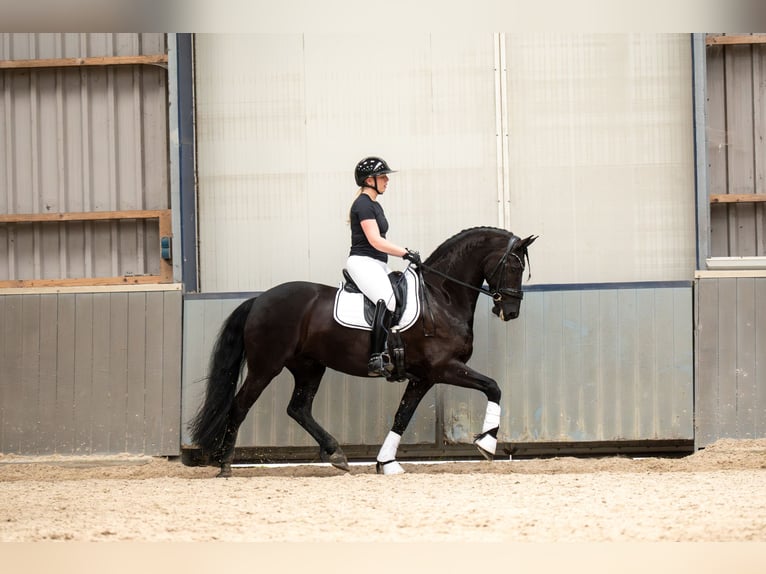 Frisone / Frisone Occidentale Castrone 9 Anni 165 cm Morello in De Bilt