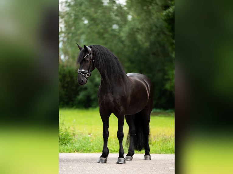 Frisone / Frisone Occidentale Castrone 9 Anni 165 cm Morello in De Bilt