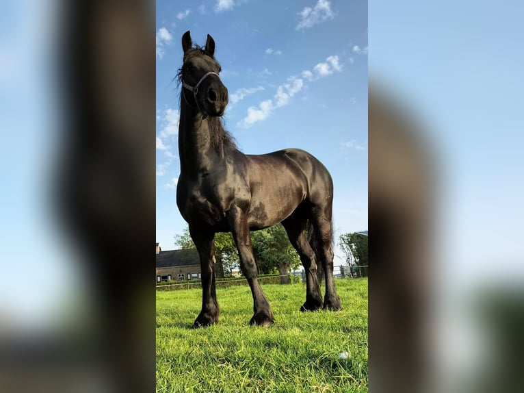 Frisone / Frisone Occidentale Castrone 9 Anni 165 cm Morello in Ovezande