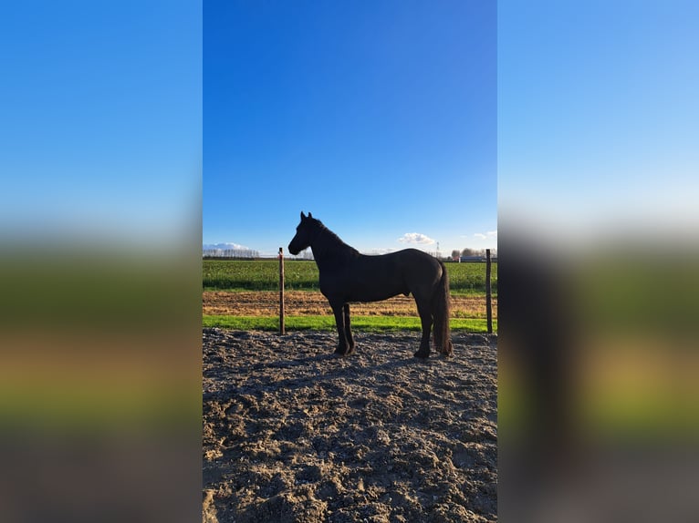 Frisone / Frisone Occidentale Castrone 9 Anni 165 cm Morello in Ovezande
