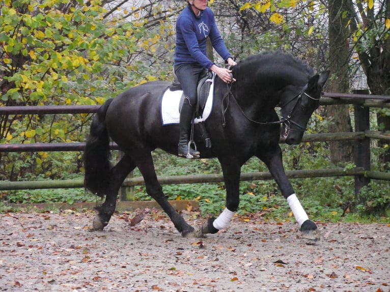 Frisone / Frisone Occidentale Castrone 9 Anni 170 cm Morello in Dorsten