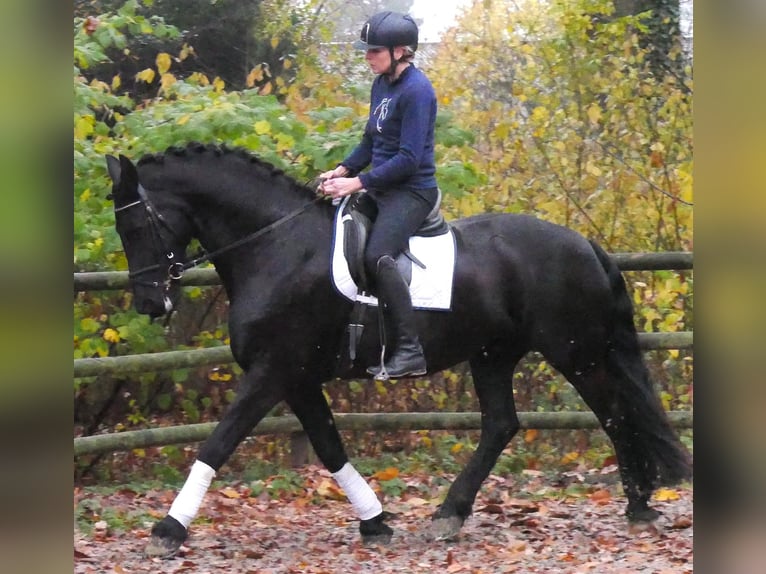 Frisone / Frisone Occidentale Castrone 9 Anni 170 cm Morello in Dorsten