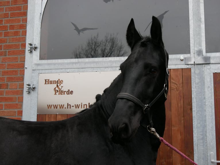 Frisone / Frisone Occidentale Castrone 9 Anni 170 cm Morello in Dorsten