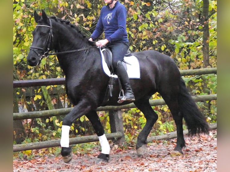 Frisone / Frisone Occidentale Castrone 9 Anni 170 cm Morello in Dorsten