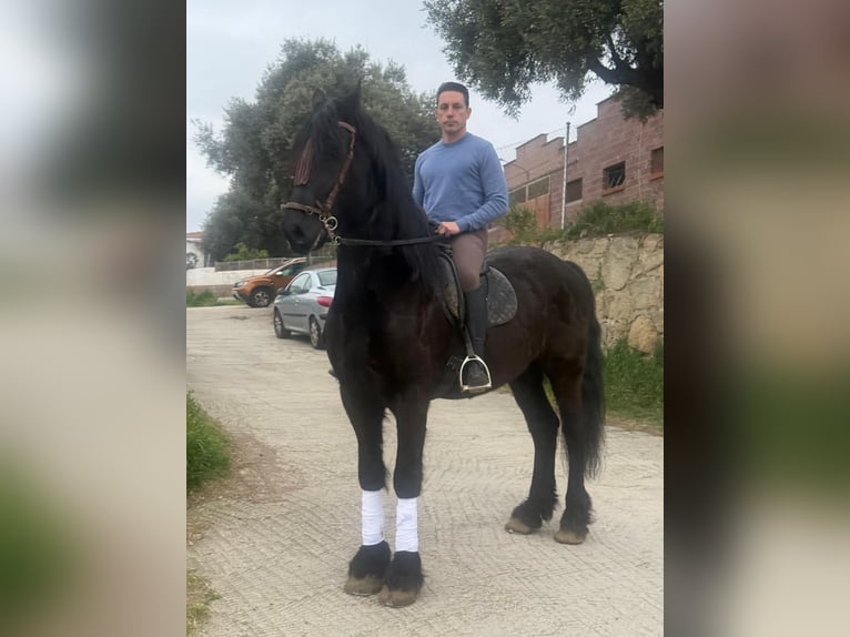 Frisone / Frisone Occidentale Castrone 9 Anni 172 cm Morello in El Tiemblo