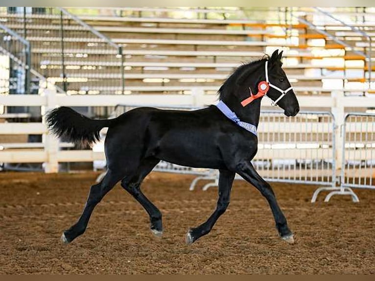 Frisone / Frisone Occidentale Castrone Puledri (03/2025) 163 cm Morello in Denver