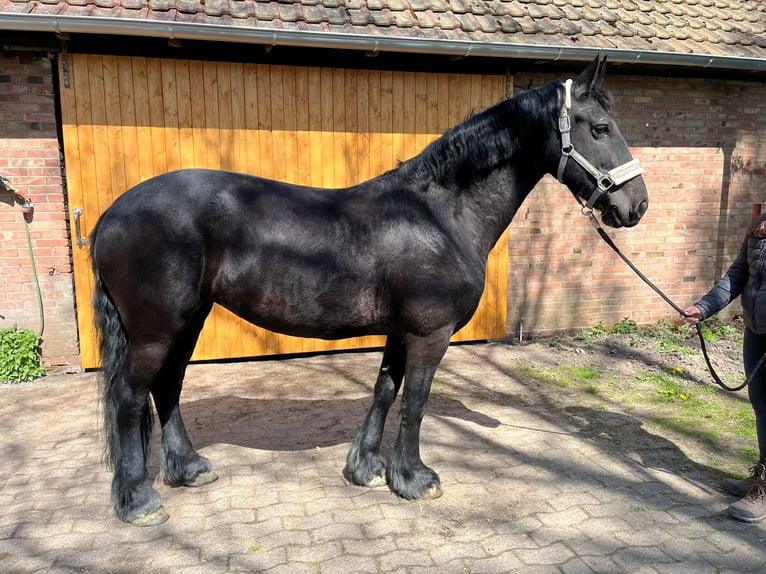 Frisone / Frisone Occidentale Giumenta 10 Anni 157 cm Morello in Varrel