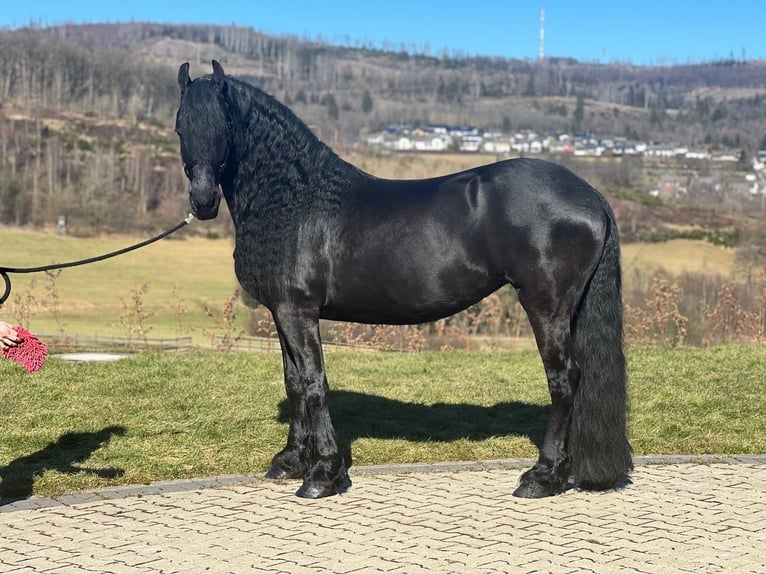 Frisone / Frisone Occidentale Giumenta 10 Anni 162 cm Morello in MeinerzhagenMeinerzhagen