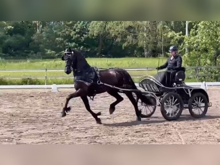 Frisone / Frisone Occidentale Giumenta 10 Anni 164 cm Morello in Vianen