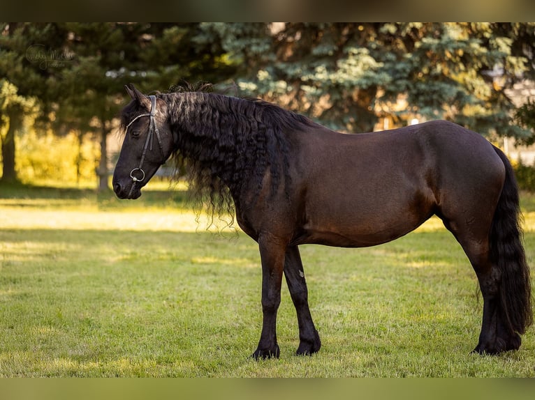 Frisone / Frisone Occidentale Giumenta 10 Anni 165 cm Morello in Mittweida