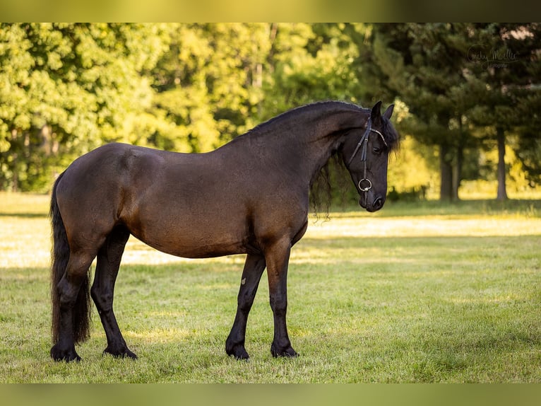 Frisone / Frisone Occidentale Giumenta 10 Anni 165 cm Morello in Mittweida