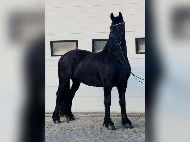 Frisone / Frisone Occidentale Giumenta 10 Anni 166 cm Morello in Someren