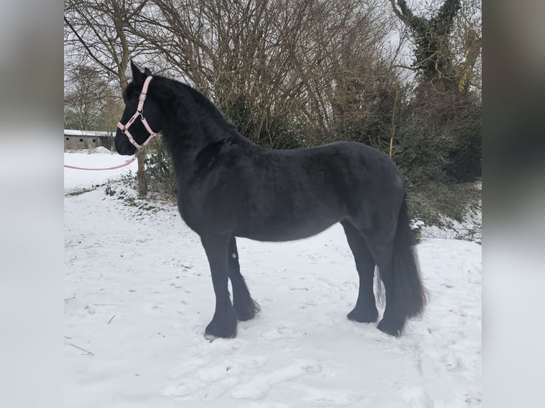 Frisone / Frisone Occidentale Giumenta 10 Anni 167 cm Morello in Trappenkamp