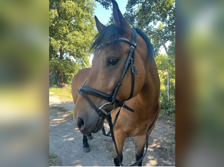Frisone / Frisone Occidentale Mix Giumenta 11 Anni 155 cm Baio in Heibloem