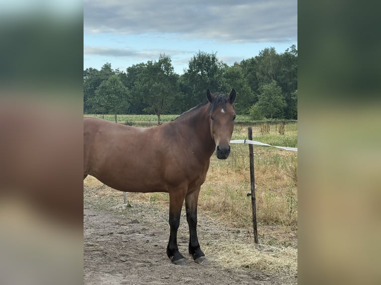Frisone / Frisone Occidentale Mix Giumenta 11 Anni 155 cm Baio in Heibloem