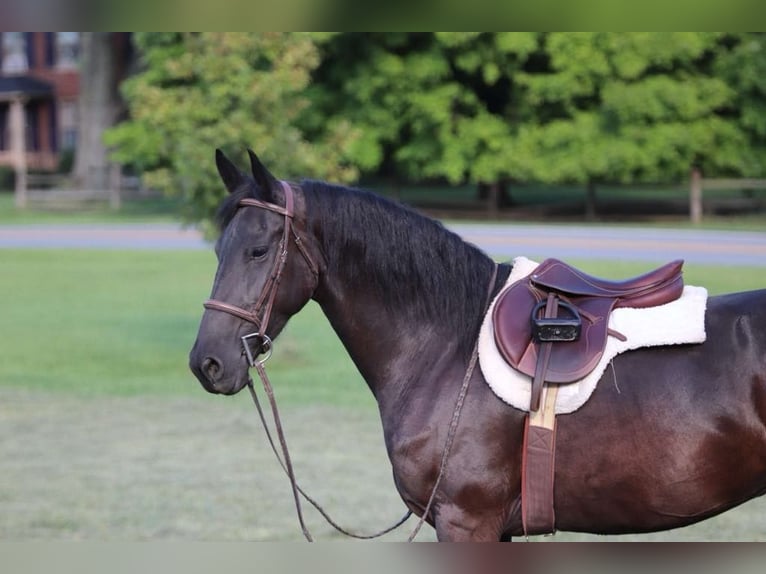 Frisone / Frisone Occidentale Giumenta 11 Anni 157 cm Morello in Marshall MO