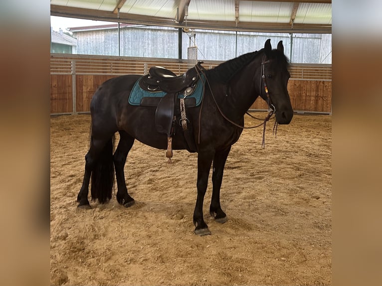 Frisone / Frisone Occidentale Mix Giumenta 11 Anni 158 cm Morello in Rosenheim