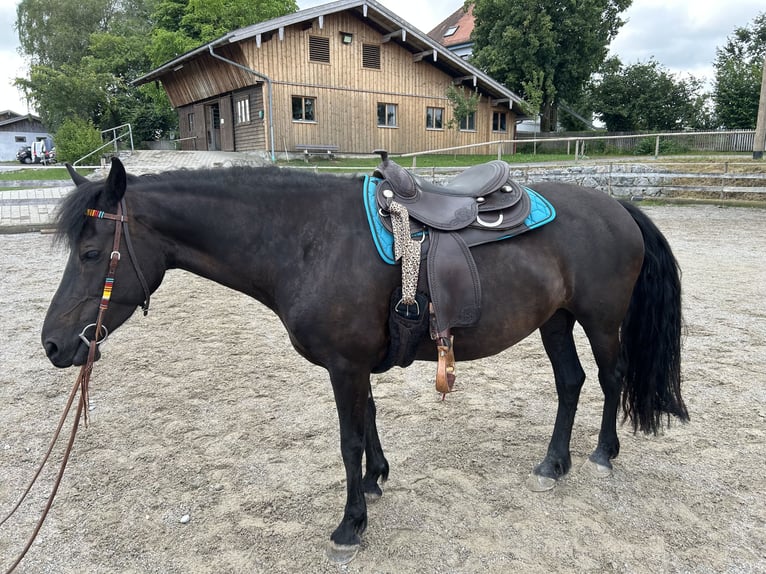 Frisone / Frisone Occidentale Mix Giumenta 11 Anni 158 cm Morello in Rosenheim