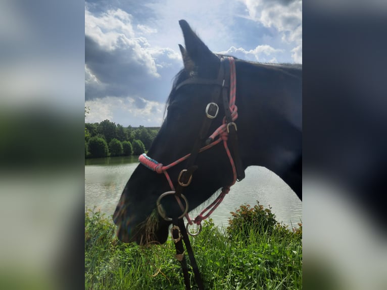 Frisone / Frisone Occidentale Mix Giumenta 11 Anni 163 cm Morello in Bad Mergentheim