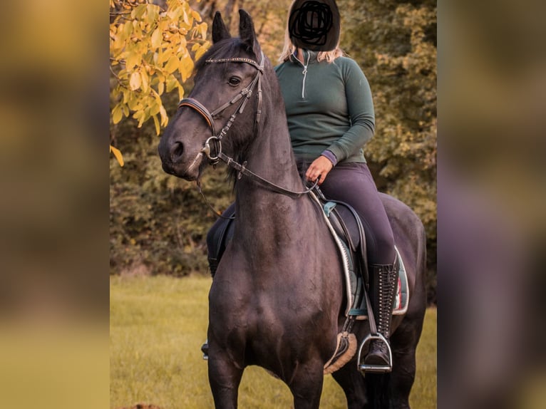 Frisone / Frisone Occidentale Giumenta 11 Anni 163 cm Morello in Mandelbachtal