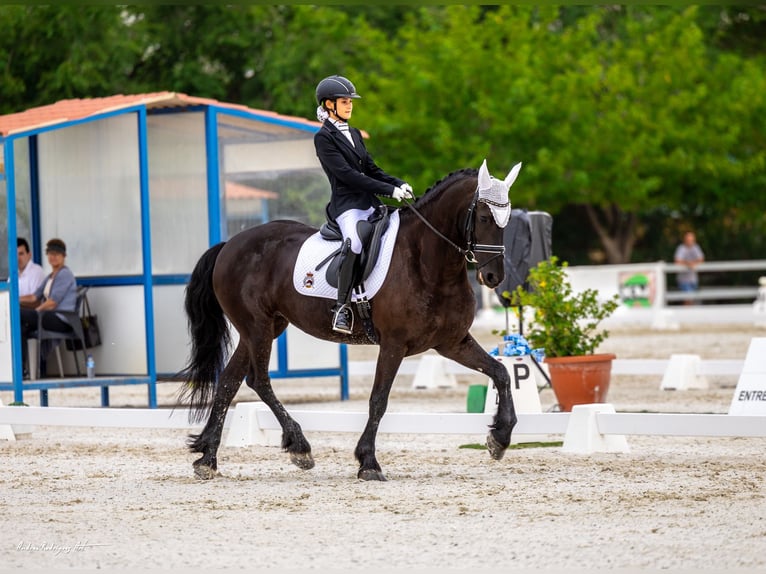 Frisone / Frisone Occidentale Mix Giumenta 11 Anni 165 cm Morello in Zaragoza