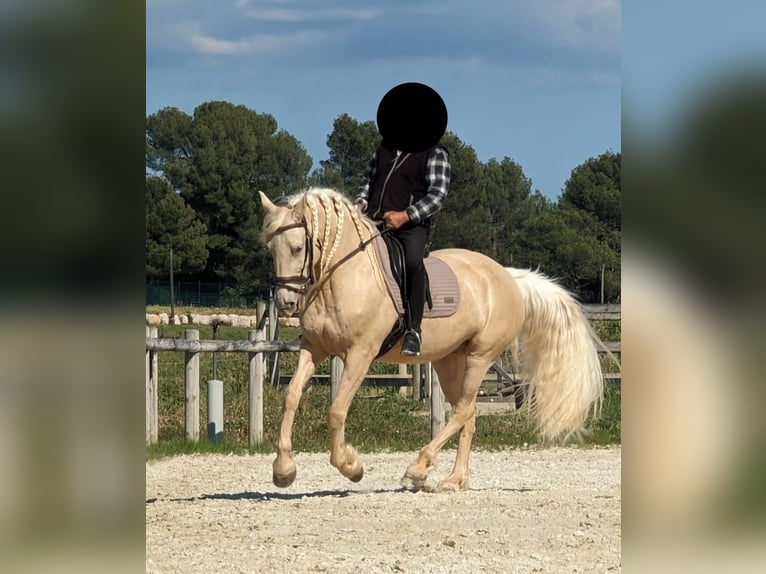 Frisone / Frisone Occidentale Mix Giumenta 12 Anni 158 cm Champagne in Albi