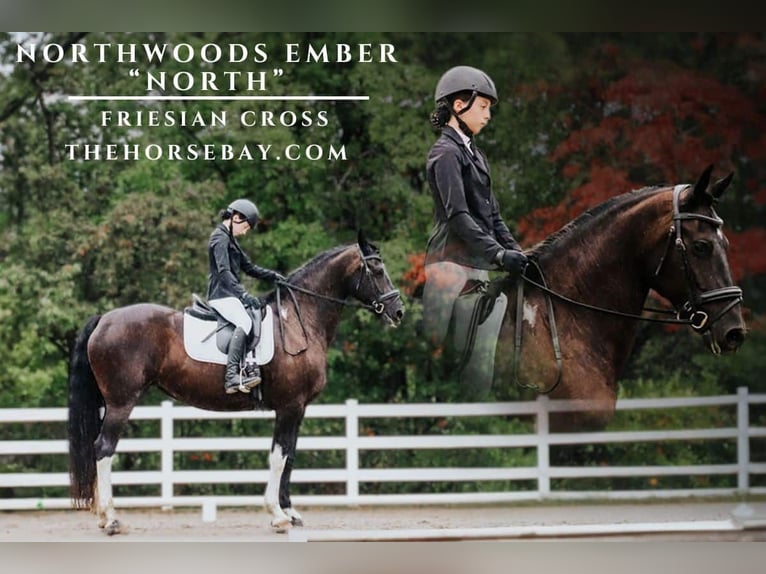 Frisone / Frisone Occidentale Giumenta 12 Anni 160 cm Morello in Michigan City, IN