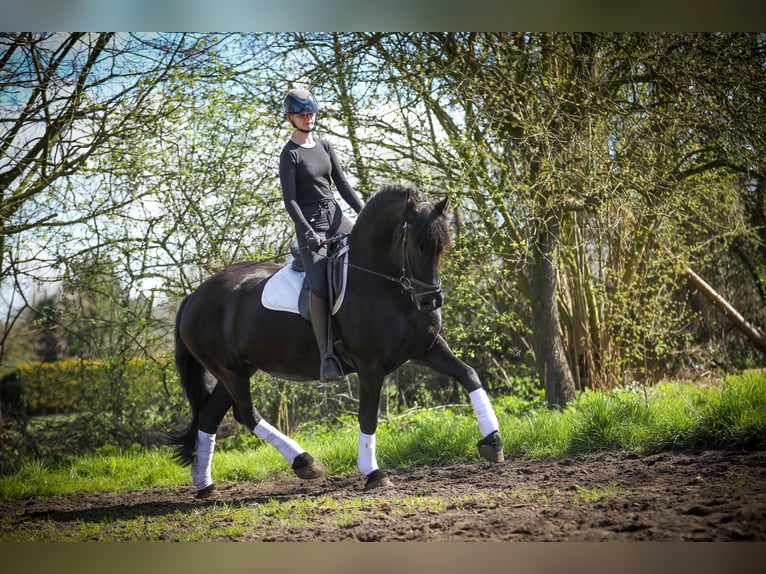 Frisone / Frisone Occidentale Giumenta 12 Anni 164 cm Morello in Evergem