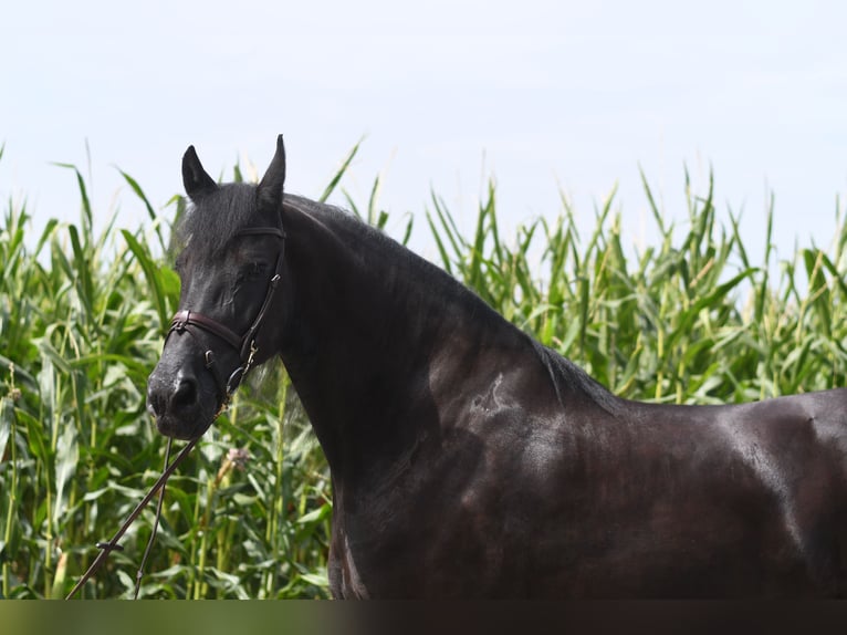 Frisone / Frisone Occidentale Giumenta 12 Anni 167 cm Morello in Geilenkirchen