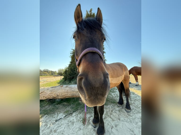 Frisone / Frisone Occidentale Mix Giumenta 14 Anni 151 cm Falbo in Leverkusen