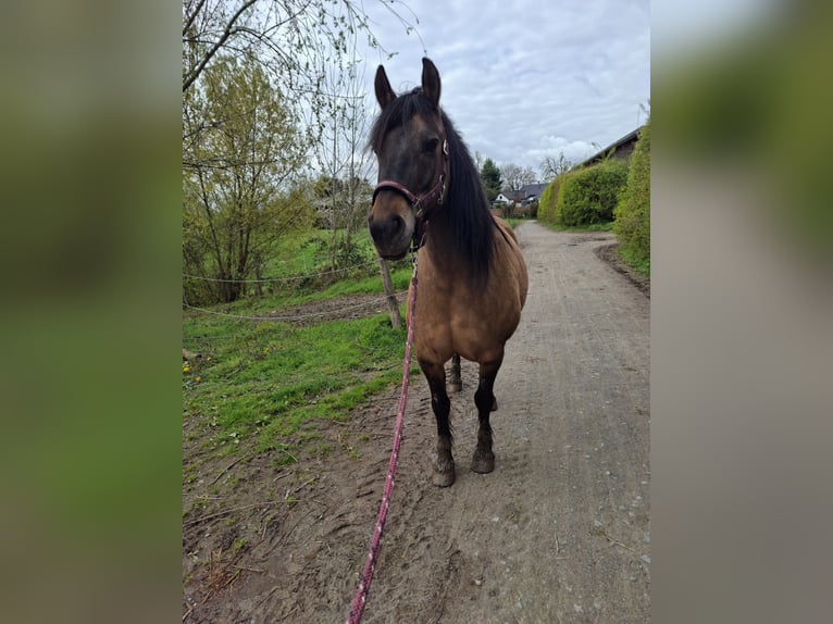 Frisone / Frisone Occidentale Mix Giumenta 14 Anni 151 cm Falbo in Leverkusen