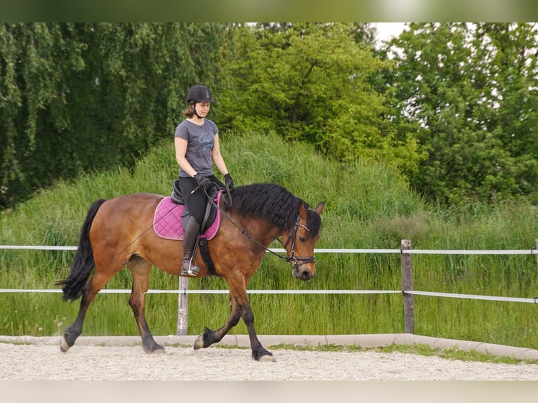 Frisone / Frisone Occidentale Mix Giumenta 14 Anni 156 cm Baio in Wippenham