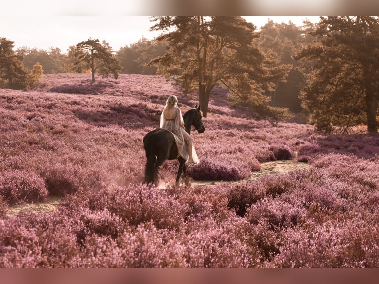 Frisone / Frisone Occidentale Giumenta 14 Anni 160 cm Morello in Heide