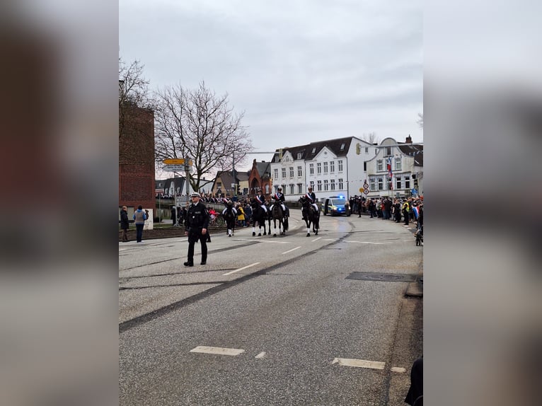 Frisone / Frisone Occidentale Giumenta 14 Anni 160 cm Morello in Heide