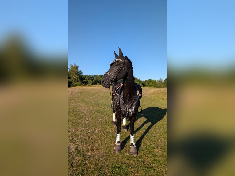 Frisone / Frisone Occidentale Giumenta 14 Anni 160 cm Morello in Heide