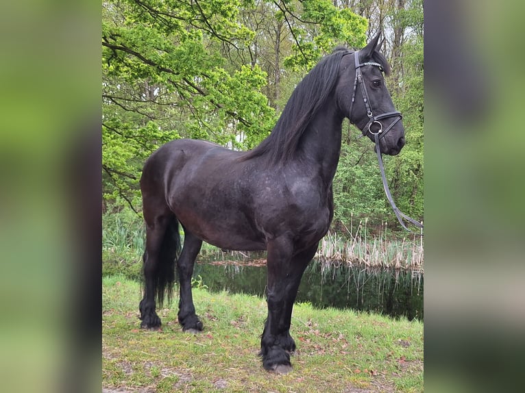 Frisone / Frisone Occidentale Giumenta 14 Anni 164 cm Morello in Dalen