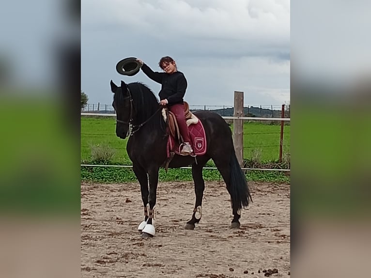 Frisone / Frisone Occidentale Mix Giumenta 16 Anni 155 cm Morello in Chiclana De La Frontera