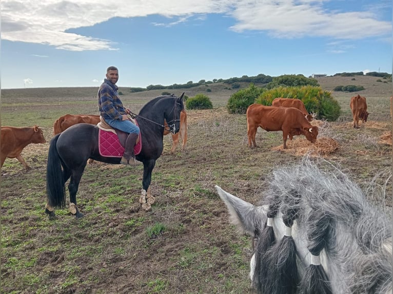 Frisone / Frisone Occidentale Mix Giumenta 16 Anni 156 cm  in Chiclana De La Frontera