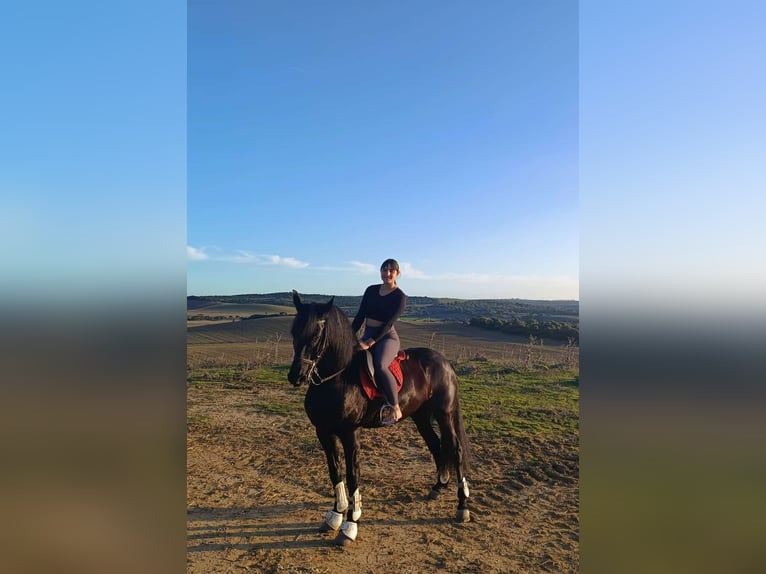 Frisone / Frisone Occidentale Mix Giumenta 16 Anni 156 cm  in Chiclana De La Frontera