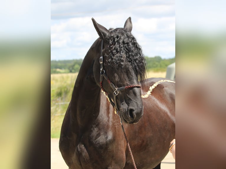 Frisone / Frisone Occidentale Giumenta 16 Anni 164 cm Morello in Simmern