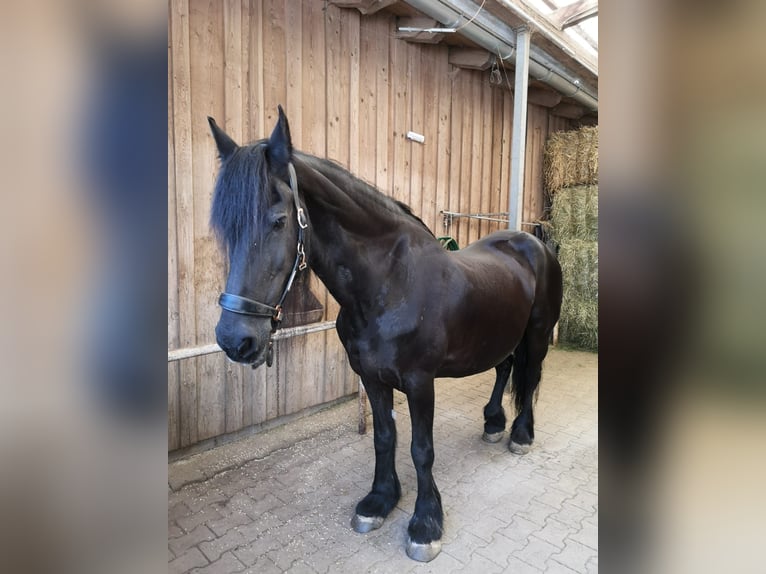 Frisone / Frisone Occidentale Giumenta 22 Anni in Windischeschenbach