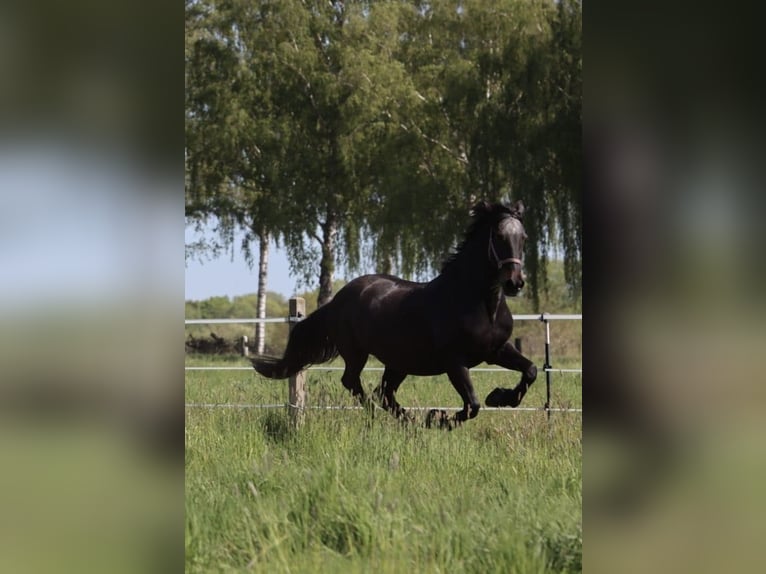 Frisone / Frisone Occidentale Mix Giumenta 26 Anni 165 cm Baio scuro in Lippstadt