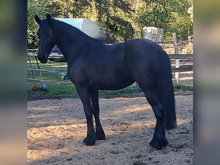 Frisone / Frisone Occidentale Giumenta 2 Anni 152 cm Morello in Rathenow