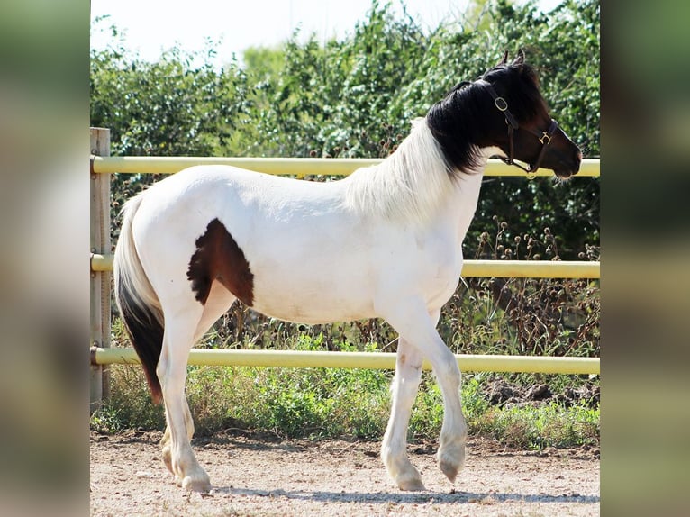 Frisone / Frisone Occidentale Mix Giumenta 2 Anni 152 cm Tobiano-tutti i colori in Union Center, SD