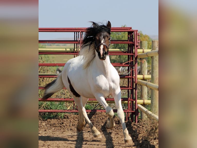 Frisone / Frisone Occidentale Mix Giumenta 2 Anni 152 cm Tobiano-tutti i colori in Union Center, SD