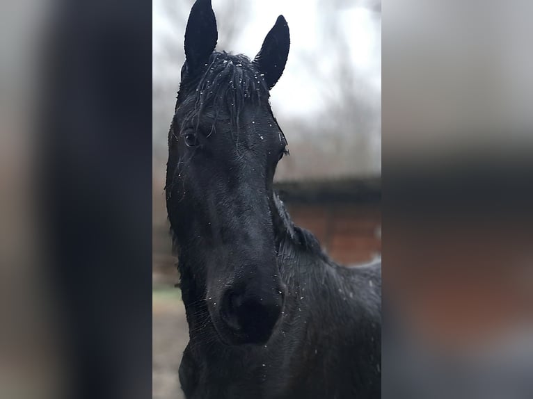 Frisone / Frisone Occidentale Giumenta 2 Anni 153 cm Morello in Neuruppin